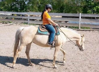 Klisna Quarter Horse nar. 2012 - 6