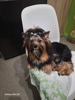 Jorkšírský teriér - 6