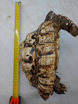 Želva pardálí - dospělý samec - 6