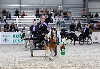 Připouštění plemenným hřebcem amerického minihorse - 6