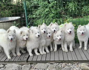 rezervace samojed s PP listopad 2025 - 6