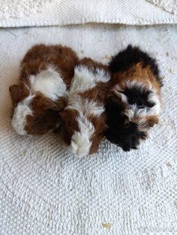 Morče / morčata / morčátko samičky - 6