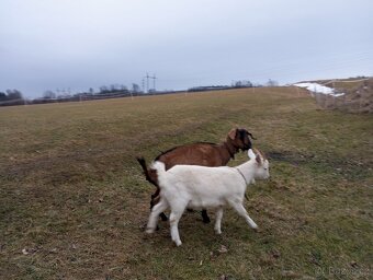 Prodám loňskou kozičku - 6