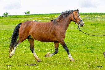 16-ti letá chovná klisna welsh pony sekce C - 6