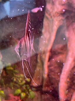 Pterophyllum scalare "Santa Isabel - 6