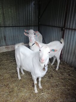 Prodej plemenných kozliku - 6