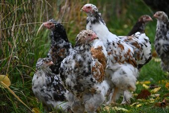 Kohouti brahmánky porcelánové - 6