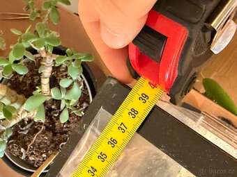 Agama vousatá + terárium - 6