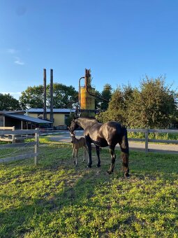 Hřebeček PREx fris - 6