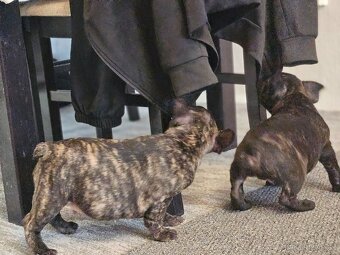 Francouzský buldoček - 6