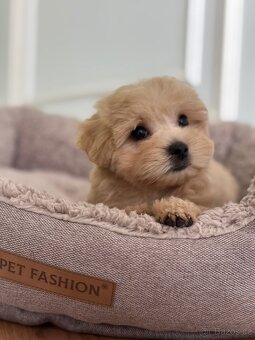 Maltipoo F1 Caramel fenka Emilysha - 6