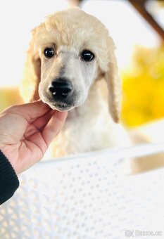 Pudl velký královský s PP - 6