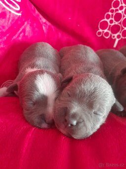 Štěňátka Stafordšírský bulteriér - 6