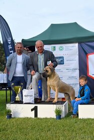 Formentino Cane Corso krycí pes - 6