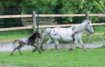 LUXUSNÍ minihorse hřebeček - 6