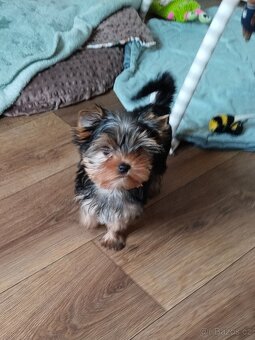 Yorkshire terrier, Jorkšírský teriér PP FCI - 6
