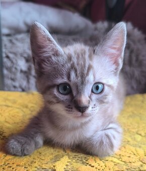 Sphynx koťata - 6