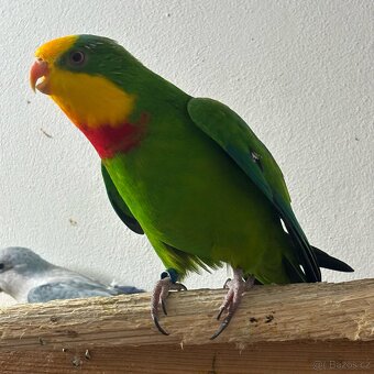 Pár papoušek nádherný - 6