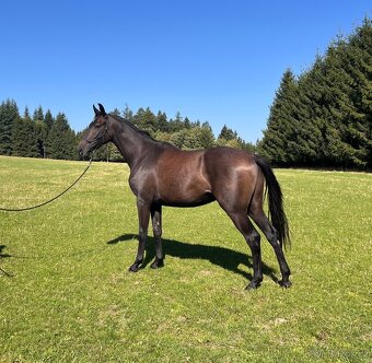 Prodáme koně- hannoverského valacha - 6