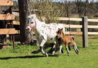 ELEGANTNÍ minihorse klisna - 6
