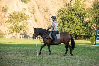 Huculská klisna, hucul, pony, malý kůň - 6