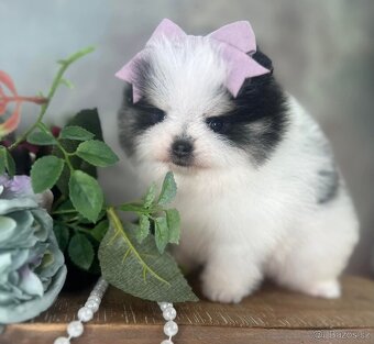 Pomeranian mini - 6