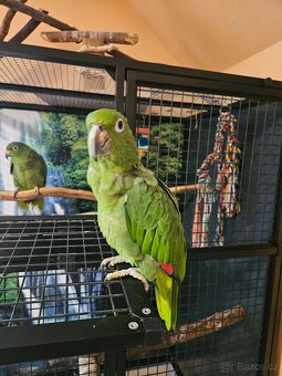 Amazoňan pomoučený REZERVACE - 6