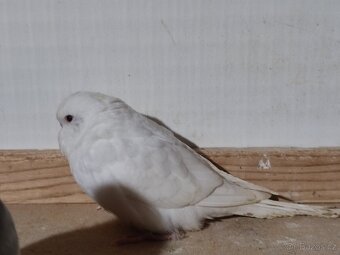 Andulky vlnkované - modré, modrobílé, bílé - 6