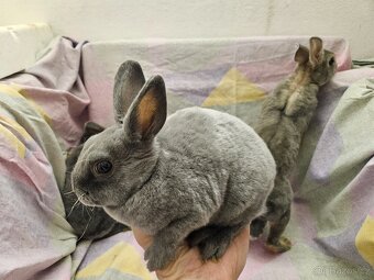 Zakrslý králíček - 6