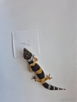 Gekončík noční - 6