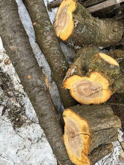 dřevo kmen višně - 6