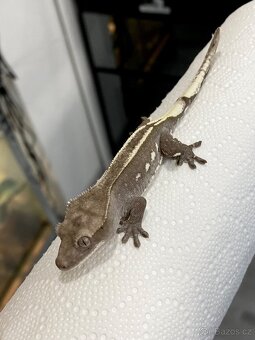 AXANTHIC C. Ciliatus - 6