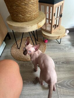 Sphynx - 6