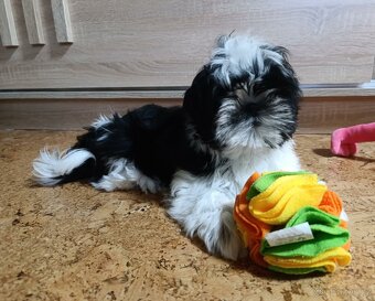 Shih-tzu s PP vymazlená štěňátka (Shih tzu) - 6