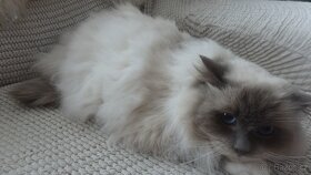 2mačičky ragdoll,radgoll,aktuálne k odberu - 6