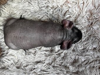 Skinny guinea pig- morčátka - 6