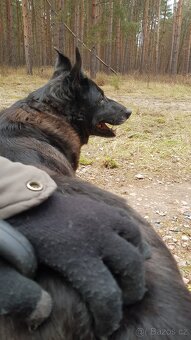 CONNIE K ADOPCI - nejvěrnější parťačka, mazel na N-tou - 6