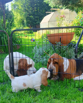 Bassethound - 6