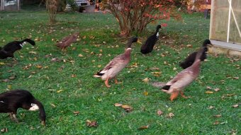 Kohouti a kačeři běžci - 6