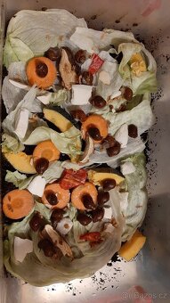 Achatina Achatina Ghana - 6