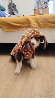 Border kolie bez PP - 6