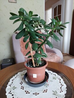 Tlustice vejčitá (Crassula ovata) - výška 36 - 46cm - 6