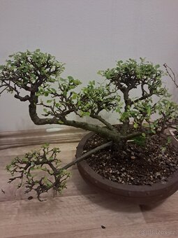 Bonsaj,bonsai Skalník - 6