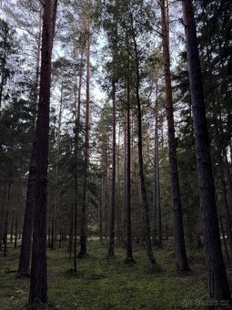 Prodám lesní pozemek v k.ú. Ločenice, p.č. 810 - 6