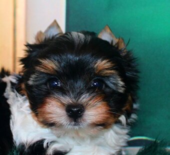 biewer terier s PP jorkšírský pejsek - 6