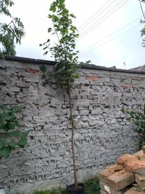 Javor v květináči - 6