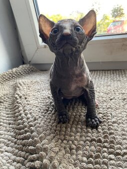 Sphynx - 6