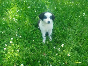Border kolie - 6