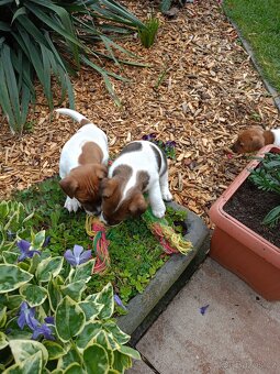 Jack Russel terier - 6