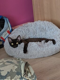 Prodám kocourka Devon Rex - 6